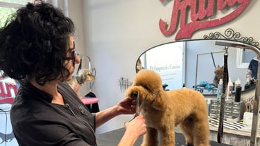 peluquería canina caniche