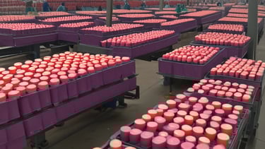 pink metal frame photo