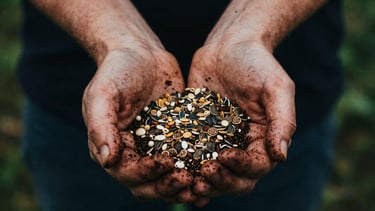 Close-up of soil-stained hands gently holding a small handful of diverse heirloom seeds, natural high-contrast side-lighting, rich textures, 35mm film.
