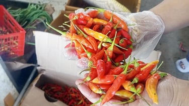chillifarm.online tipe Jablay