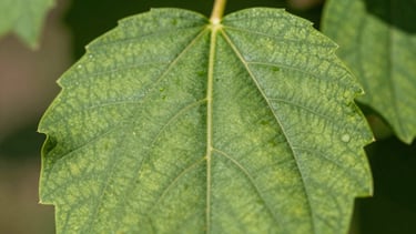 Extreme macro close-up of healthy orchard leaves showing zero nutrient deficiency, deep natural green veins under bright sunlight, clinical clarity.