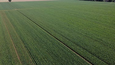 Expansive aerial drone shot of precision-irrigated commercial corn and soybean fields under bright midday sun, structured green rows stretching to the horizon.