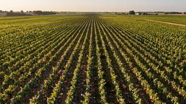 A wide vertical shot of a modern French vineyard at sunrise, captured from a drone. The lines of the vines create perfect geometric symmetry. Steel blue tones in the sky.