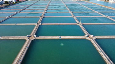 Aerial view of healthy, large-scale commercial aquaculture ponds under bright morning sunlight, clean blue-green water, crisp commercial photography, 50mm lens