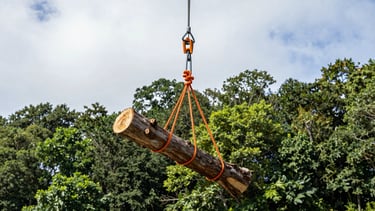 Low-angle heroic shot of a heavy-duty rigging system with high-tensile orange ropes securing a massive cut limb, with a forest green canopy and bright sky in the background.