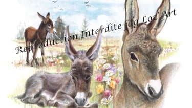 Aquarelle – collection Les ânes – cadeau original et unique – JDG Loz’Art – Lozère