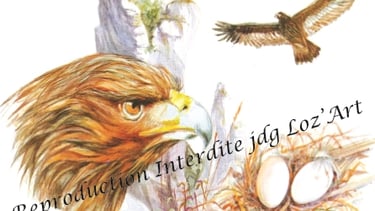 Aquarelle – collection Les Rapaces – cadeau original et unique – JDG Loz’Art – Lozère