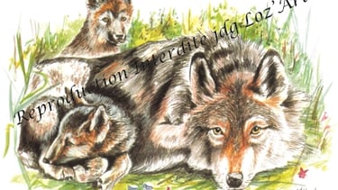 Aquarelle – collection Loups – cadeau original et unique – JDG Loz’Art – Lozère