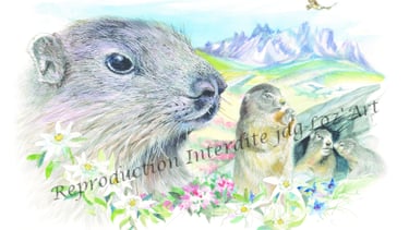 Aquarelle – collection Animaux sauvages : marmotte – cadeau original et unique – JDG Loz’Art – Lozèr
