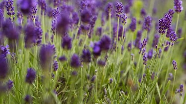 gros plant d'un pied de lavande dans un jardin