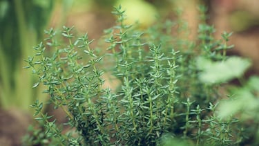 gros plan sur un plant de romarin dans un jardin