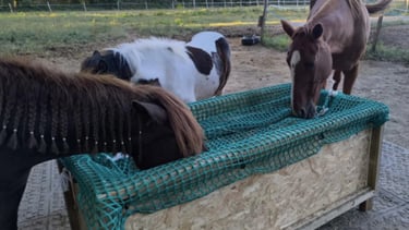 Râtelier pour cheval avec un filet Mansas