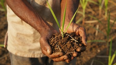 A local West Bengal farmer showing a handful of rich organic soil mixed with green rice saplings, warm golden daylight, close-up on hands.