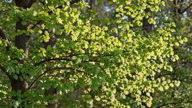 Arrival - growth is bright, strong and sturdy