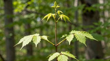 new growth appears from the roots upwards