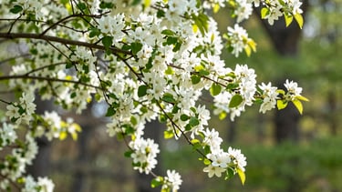 From roots, we rest, reset, grow and become stronger and more resilient.