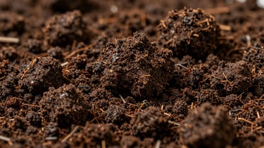 Macro close-up of dark, rich, crumbly vermicompost soil structure, moist loam texture, soft morning light