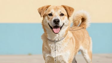 Bright graphic diagram of a happy dog showing dotted lines for neck, chest, and back measurements, clean colorful background, warm daylight style.