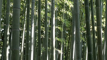 A minimalist bamboo forest with sunlight filtering through the leaves, creating a pattern of green-gray and white. Peaceful and focused composition.
