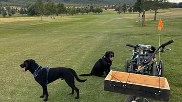 Two black Labrador dogs standing on a green golf course next to a motorized golf caddy cart.
