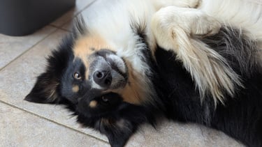 eductaion chien 54