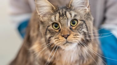 Brown Mackerel Tabby