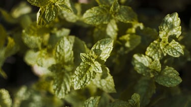 gros plant sur un pied de menthe dans un jardin