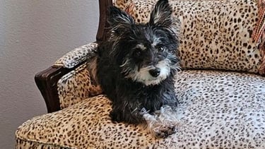 Image of a Miniature Schnauzer on an easy chair looking at the camera.
