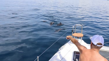 Dolphins swimming alongside catamaran during private ocean tour in Costa Rica