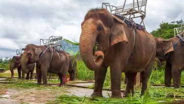 foto do santuário dos elefantes em phuket 