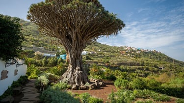 vista da arvore em drago parque santa cruz tenerife