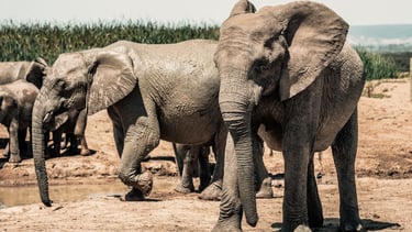 elefantes no parque Addo port elizabeth africa do sul
