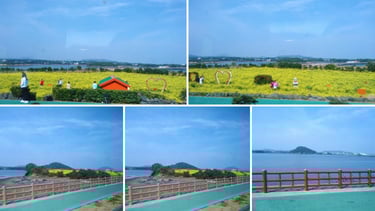 Vista do trajeto de volta ao porto dos campos floridos em Jeju.