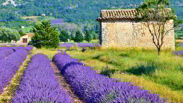 Paisagem da Provença com campos de lavanda e colinas ao fundo