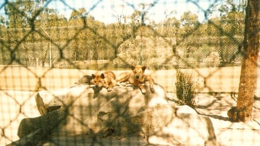 foto dos dingos no zoo em melbourne na australia