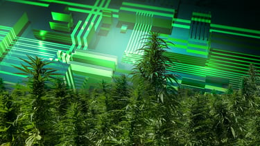a bunch of marijuana plants in a field