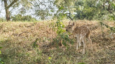 A young deer near the Kotraha village