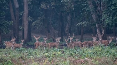 A herd of Spotted deers in a forest. Often found in big herds, they find security in numbers. 