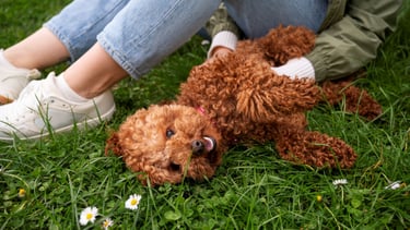 a person sitting on the grass with a dog