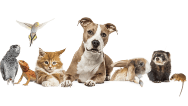 Les visites à domicile Caniservices