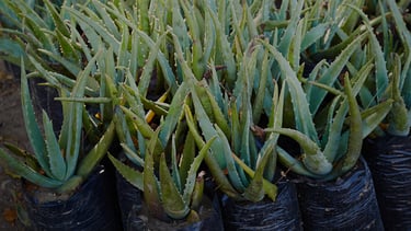 Plants d'Aloe Vera