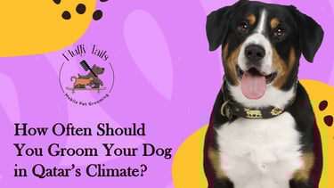 How Often Should You Groom Your Dog in Qatar’s Climate