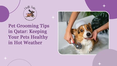 Pet Grooming Tips in Qatar Keeping Your Pets Healthy in Hot Weather
