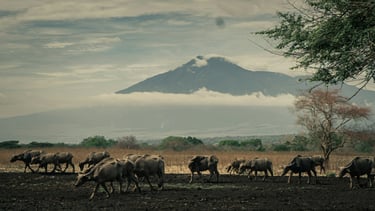 Savana Bekol Baluran National Park