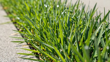Extreme close-up of perfectly cut grass blades showing crisp, clean edges along a sidewalk, dew drops visible on the grass, bright morning sunlight.