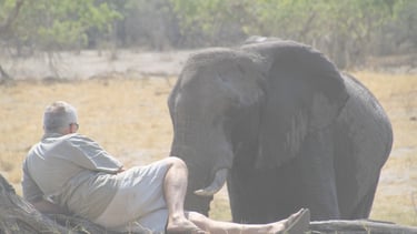 Rhino sitting in front of a bull elephant Savuti