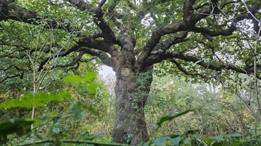 a large oak tree within a wood looking up from the ground