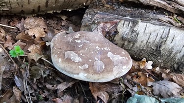 a large fungus on the side of a fallen tree with leaves on the ground