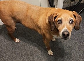 Dog looking away while getting his picture taken