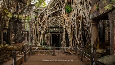 Templo de Ta Prohm y sus raíces